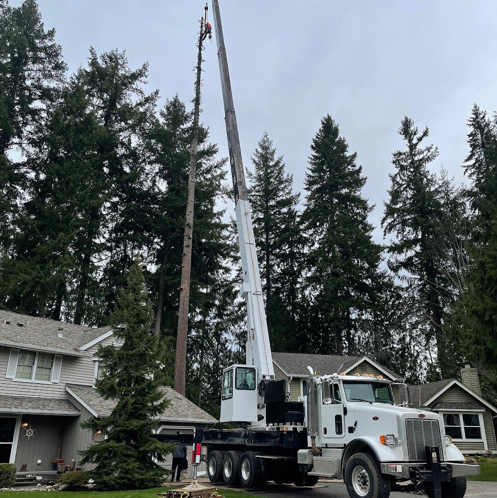 Cloudy Sky Tree Service crane-assisted tall conifer removal at a Washington residential property