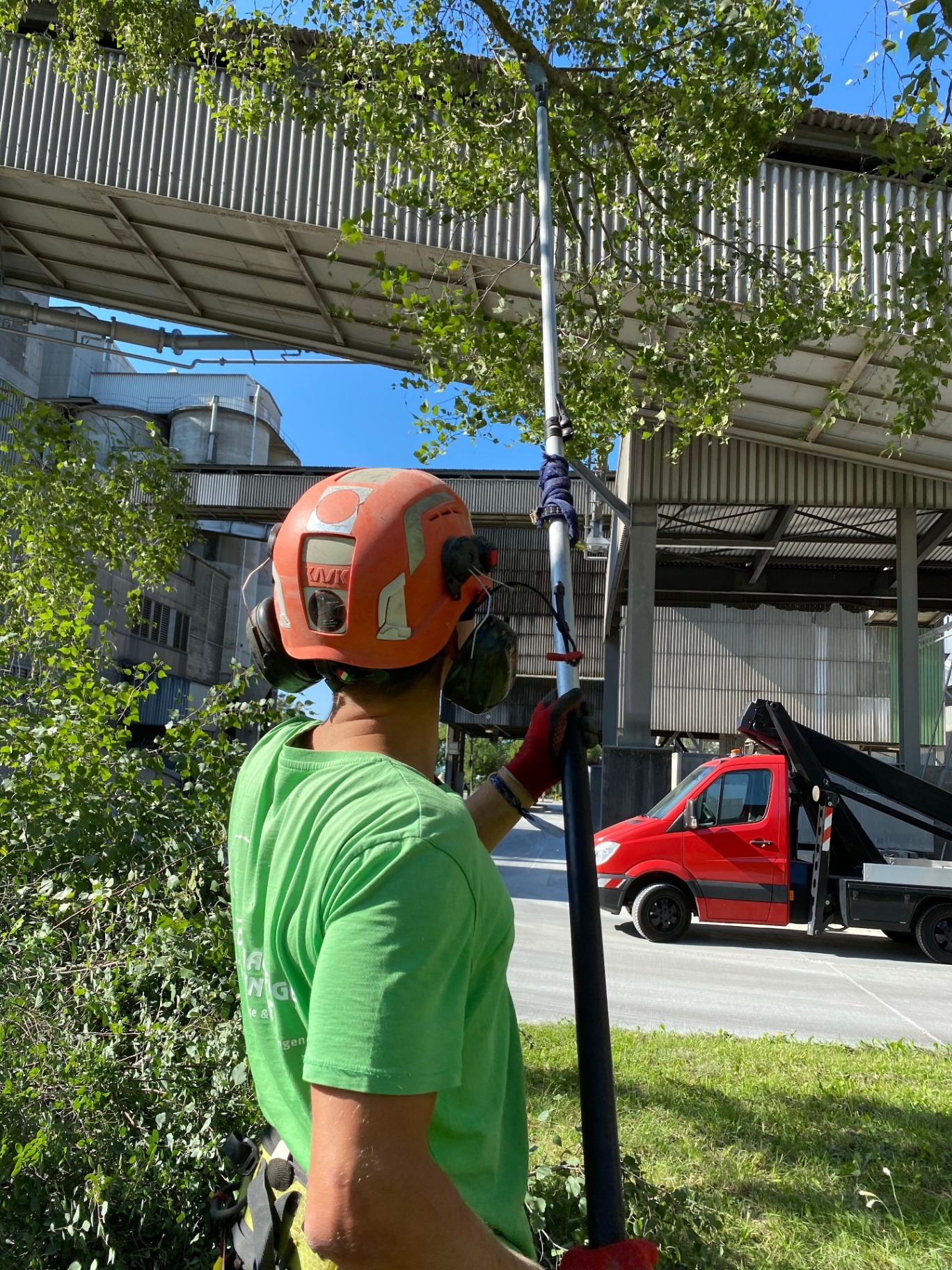 Tree Pruning project in South King County, WA by Cloudy Sky Tree Service