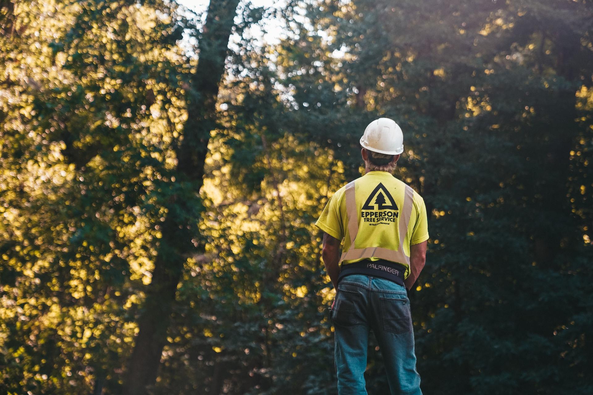 Arborist Services project in South King County, WA by Cloudy Sky Tree Service